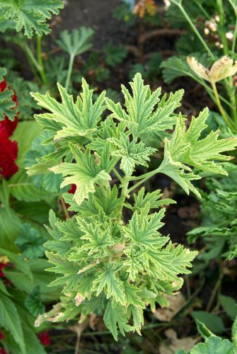How to Grow and Care for a Citronella Plant
