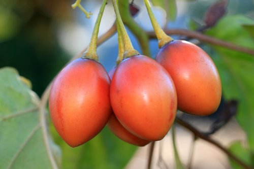 How to Plant and Grow a Tree Tomato (Tamarillo)