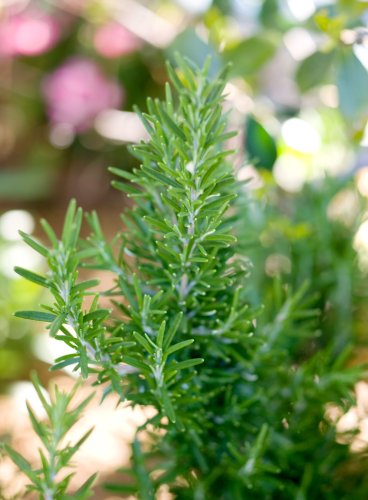 10 Best Rosemary Companion Plants to Help Repel Pests