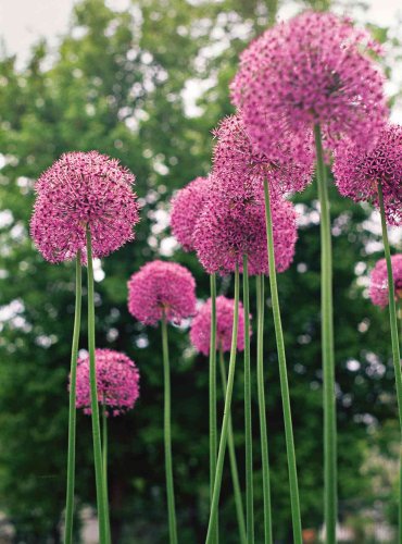 How to Plant and Grow Allium