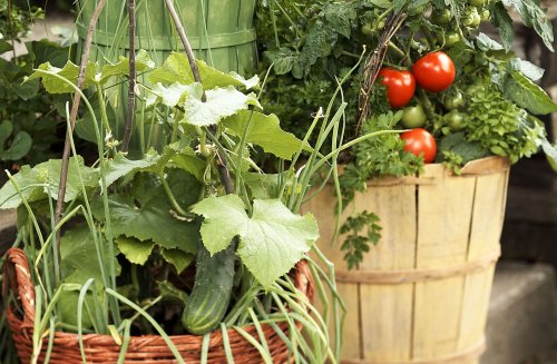 21 Best Vegetables to Grow in Pots