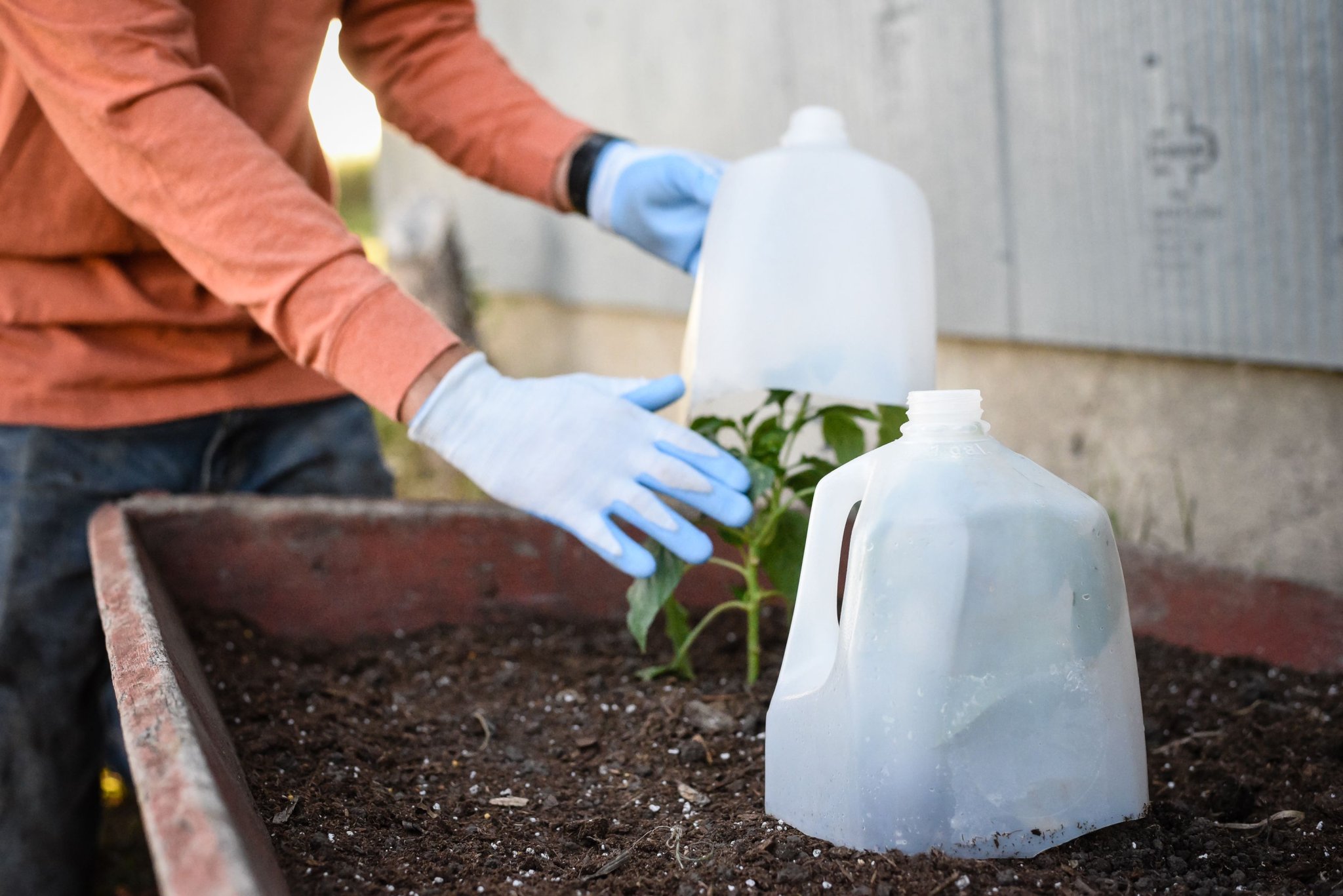How to Protect Plants from Frost So They Survive Cold Snaps
