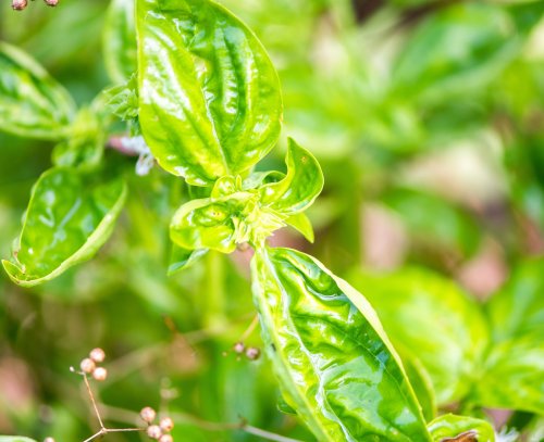 How to Grow Basil from Seed in 10 Simple Steps