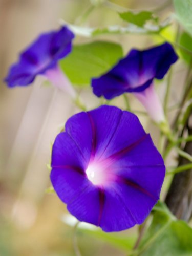 Are Morning Glories Perennial Plants That Can Survive Winter?