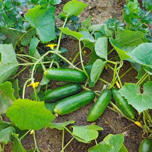 4 Best Cucumber Types to Grow in Your Garden