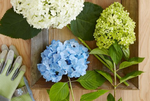 How to Propagate Hydrangeas: 3 Easy Techniques