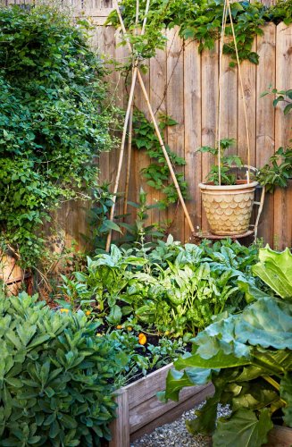 12 Best Vegetables to Grow in the Shade