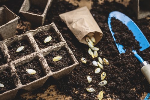 How to Plant Pumpkin Seeds for a Successful Fall Harvest