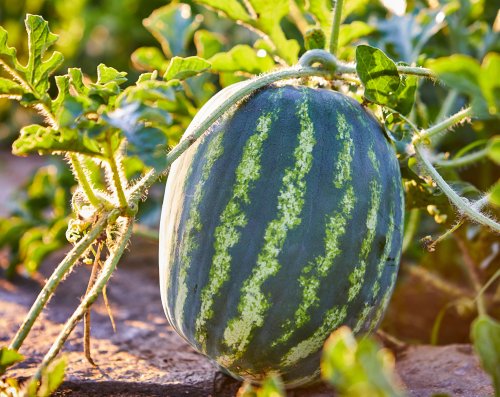 How to Grow Watermelons from Seed for a Sweet Summer Harvest