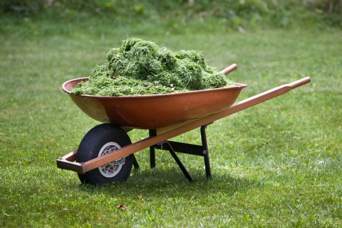 What to Do with Grass Clippings: 3 Ways to Put Them to Use
