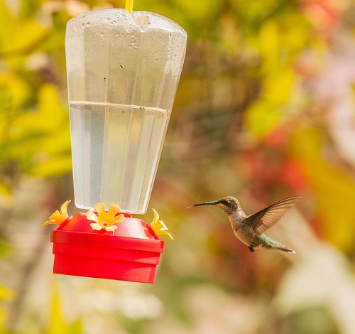 How to Make Hummingbird Food with Only Two Ingredients