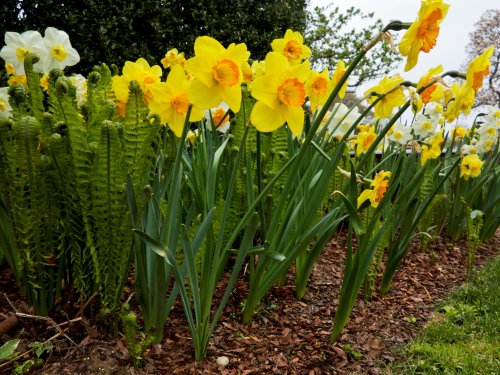 6 Essential Things Your Daffodils Need After They Bloom, According to an Expert