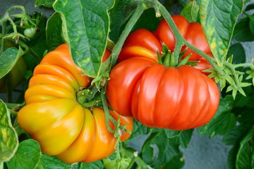 Grow the Most Productive Beefsteak Tomato Plants with These 9 Tips