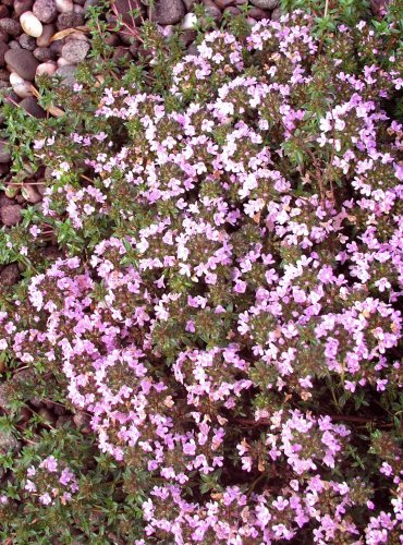 How to Plant and Grow Creeping Thyme