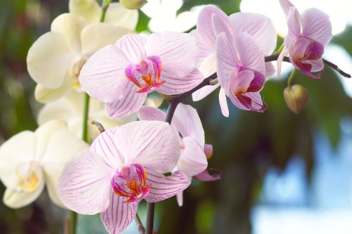 How to Get Orchids to Rebloom with These 5 Must-Know Tips