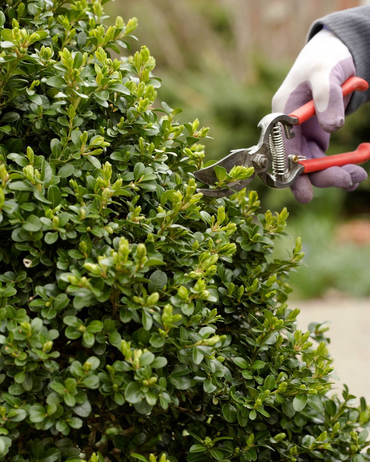 How to Prune 12 Common Types of Evergreen Shrubs and Trees