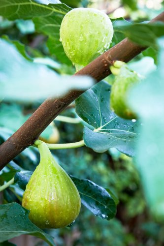 9 Best Dwarf Fruit Trees to Grow in Small Spaces
