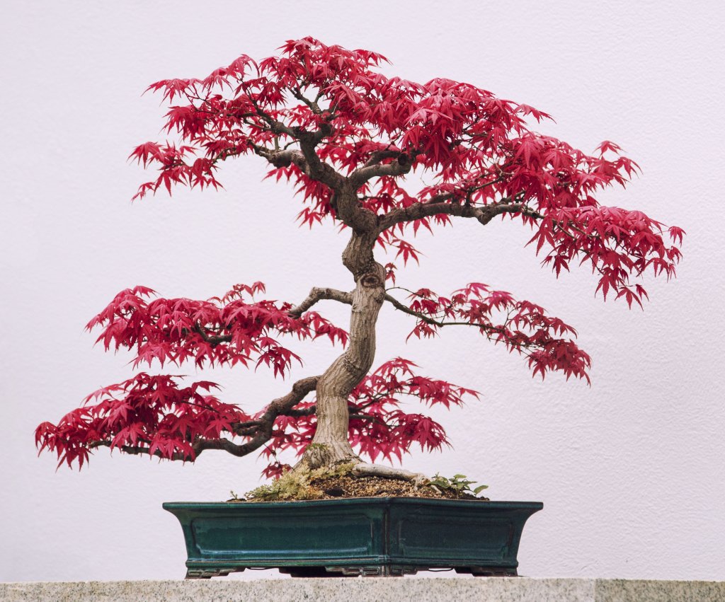 BONSAI 