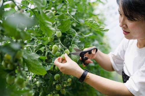 6 Simple Tips for Pruning Tomato Plants to Increase Your Harvest