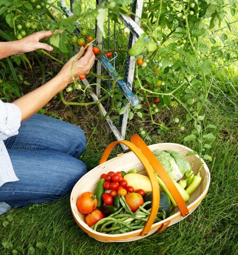 6 Secrets to Starting Your First Vegetable Garden Off Right