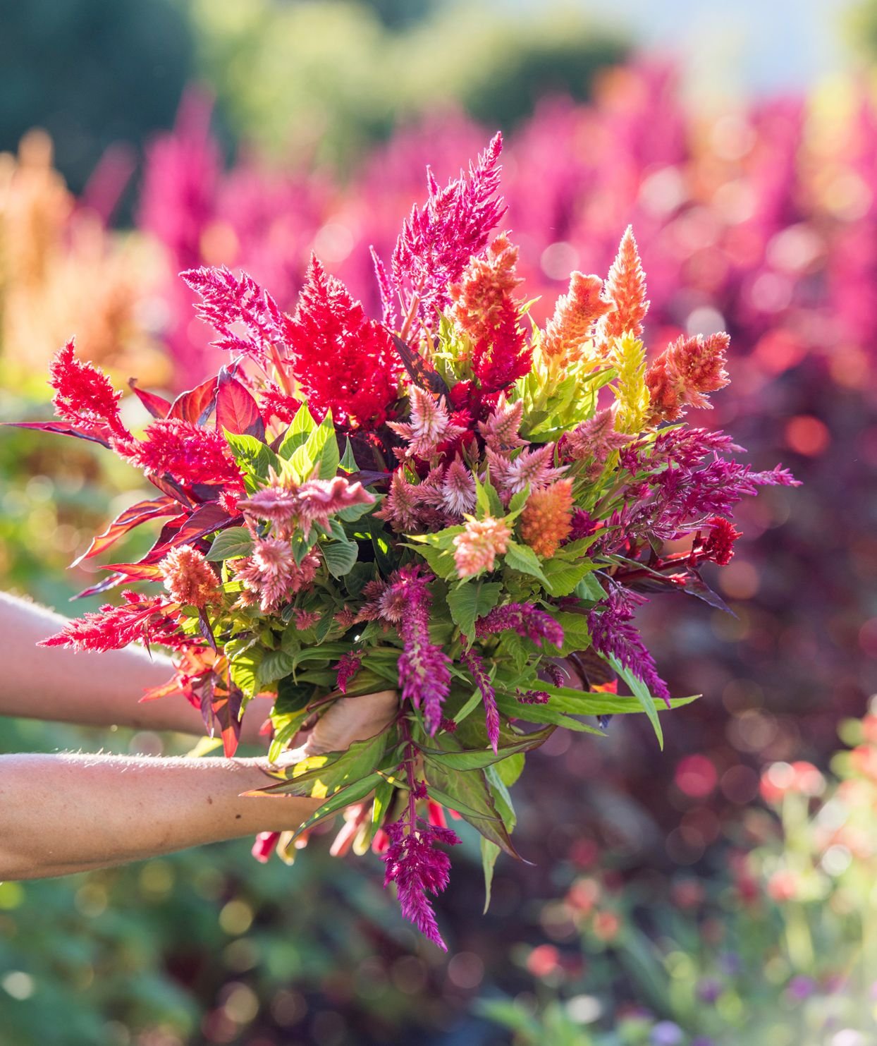 Want to Grow Flowers from Seed? Start with These 15 Easy Annuals