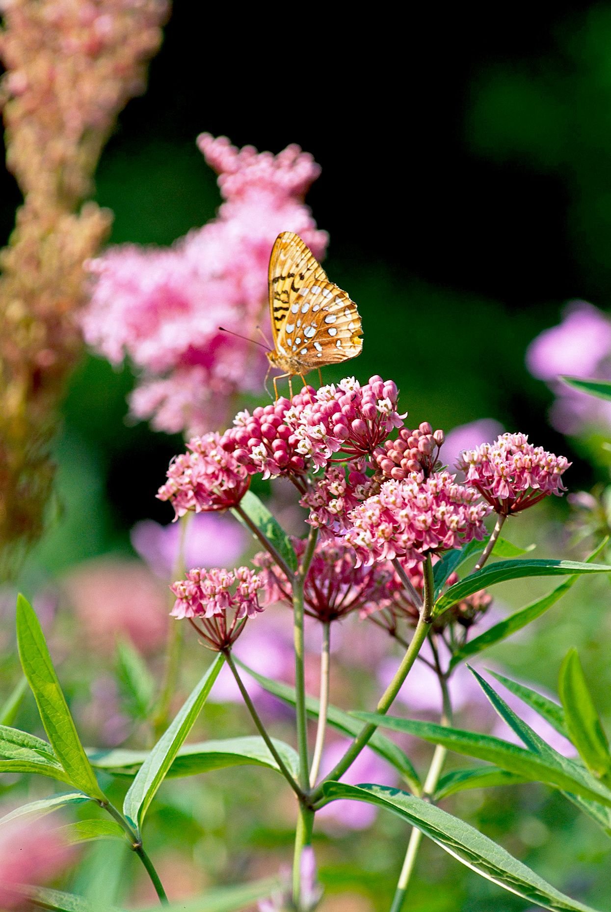 Bees And Pollinator Garden 