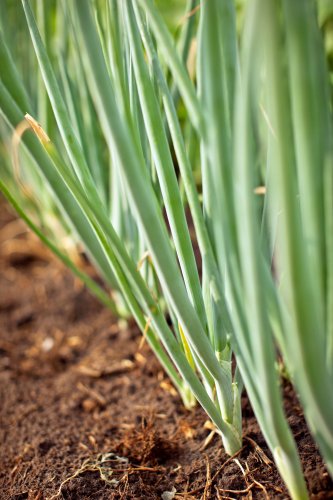 10 Best Onion Companion Plants to Grow Together