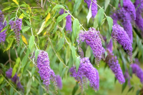 Are Butterfly Bushes Bad to Grow? Here's What You Should Know Before Planting
