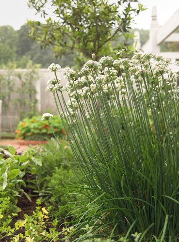10 Plants You Should Never Grow Together