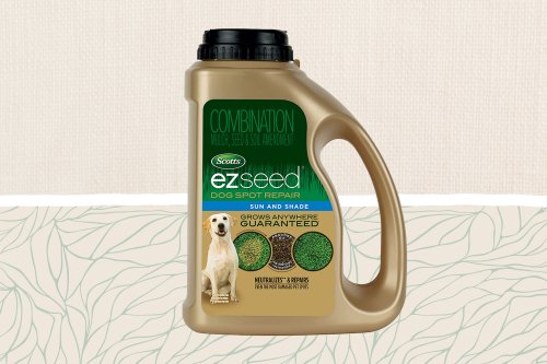 Dog Urine Killing Your Lawn? This Seed Spot Repair Treatment Restores Grass Ruined by Pet Messes