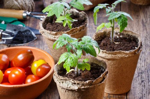 10 Must-Know Tips for Growing Tomato Seedlings to Plant in Your Garden