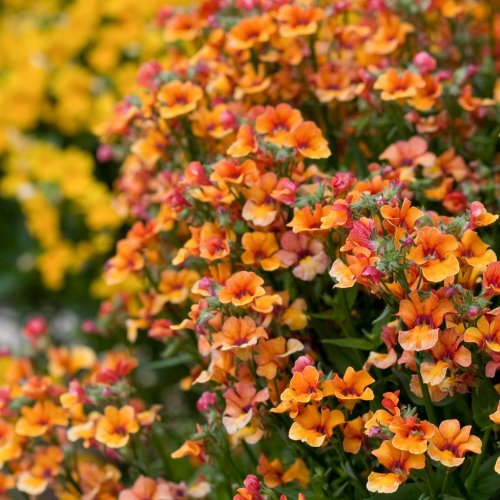 7 Spring Flowers That Will Add Instant Color to Your Garden