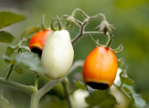 4 Easy Ways to Prevent the Tomato Rot That Could Ruin Your Harvest