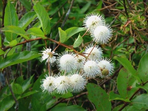 how-to-plant-and-grow-buttonbush-flipboard