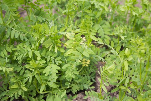 How to Plant and Grow Lentils