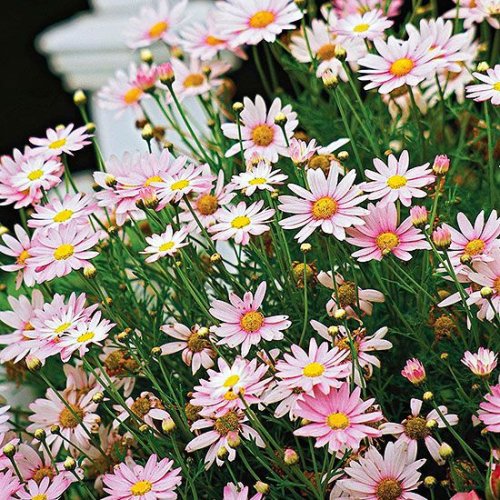 How to Plant and Grow Marguerite Daisy