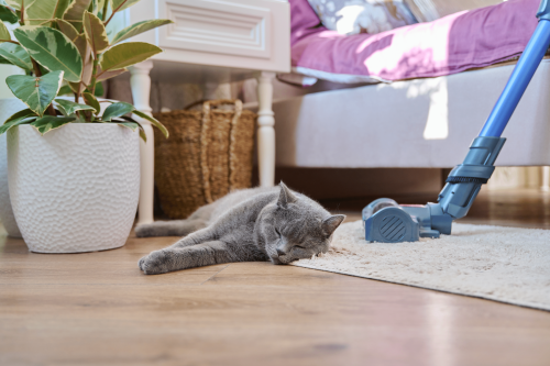 Here's How Often to Clean Your Floors if You Have Pets (It's More Than You Think!)