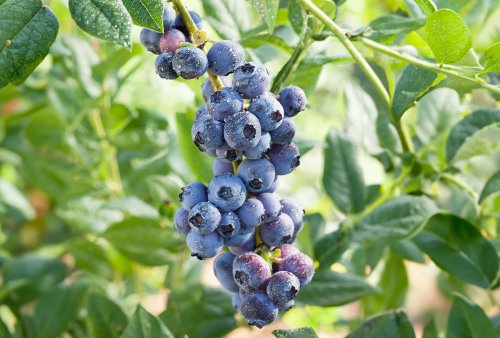 How and When to Fertilize Blueberries to Boost Your Harvest