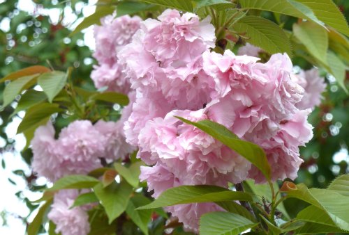 Which Types of Cherry Trees Are Best to Grow for Flowers and Fruit?
