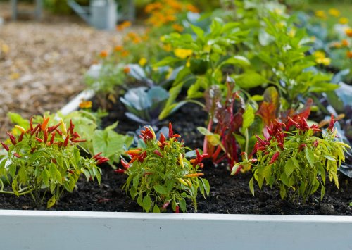 How Far Apart to Plant Peppers: 9 Tips to Get Their Spacing Just Right