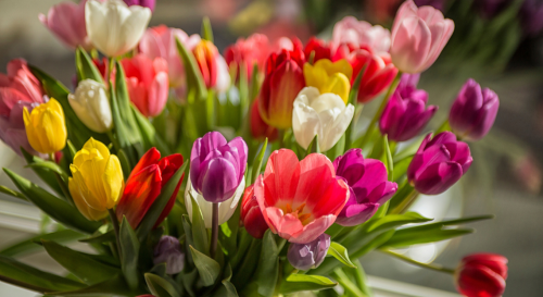 Bouquet de tulipes : 9 astuces pour le faire durer le plus longtemps possible ! - Biba Magazine