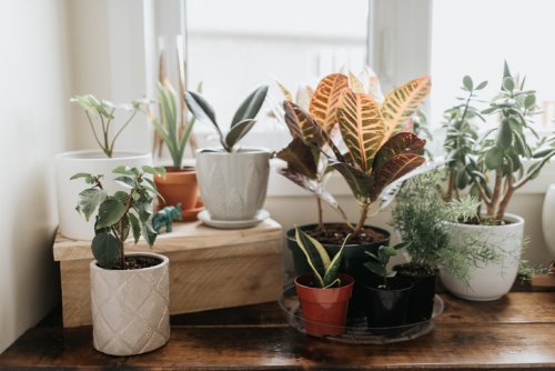 Moucherons : 9 astuces naturelles pour les chasser de vos plantes vertes ! - Biba Magazine