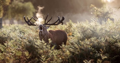 What is chronic wasting disease? A scientist explains the so called "zombie deer"