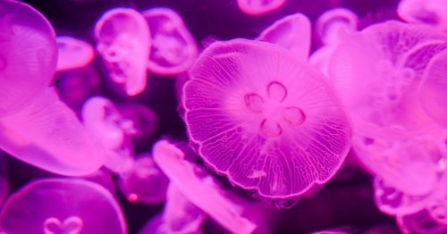 The oldest relative of living animals is a jellyfish