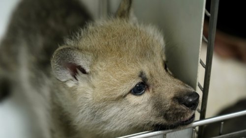 World’s first cloned Arctic wolf is now 100 days old
