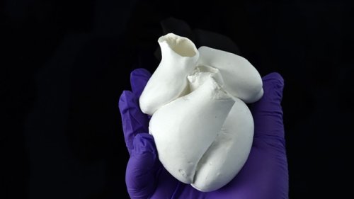 Harvard scientists closer to solving centuries-old heart mystery