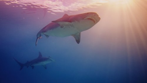 Great white sharks occasionally hunt in pairs