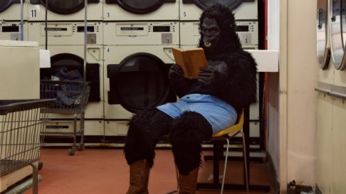Koko the Impostor: Ape sign language was a bunch of babbling nonsense