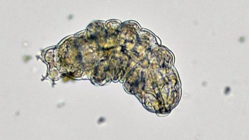 How the nearly indestructible tardigrade can bring vaccines and medicine to Africa