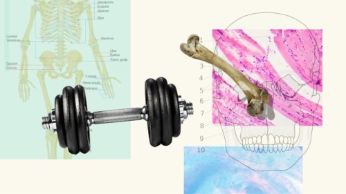 Strengthening bone, not muscle, is the reason to lift weights